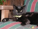 Blackie in 2001