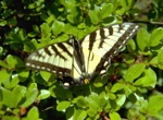 4361-0010a-800x600t.jpg