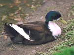 Duck at Reflection Lake