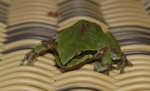 d2004-06-07-145217a-800x600t.jpg