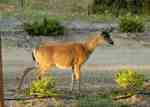d2004-07-14-190107-800x600t.jpg