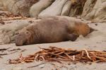 islandcoveeseal/wd2005-02-14-160341t.jpg