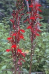 4810-0064t.jpg4810-0064t.jpg