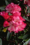 botanicalgardens/0428-0061at.jpg