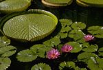 botanicalgardens/4361-0038at.jpg