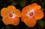 botanicalgardens/4361-0039at.jpg