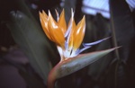 botanicalgardens/4801-0021at.jpg