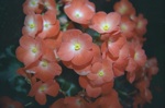 botanicalgardens/4801-0026at.jpg