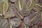 botanicalgardens/4801-0028at.jpg