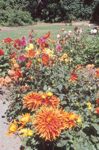 botanicalgardens/s180-4at.jpg
