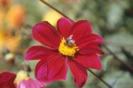 botanicalgardens/s180-6at.jpg