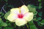 flowers/2974-0036at.jpg