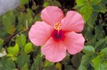 flowers/2974-0066at.jpg