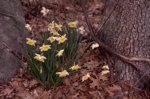flowers/4361-0004at.jpg