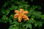 flowers/4361-0005at.jpg