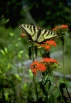 flowers/4361-0007at.jpg