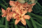 flowers/4361-0041at.jpg