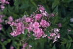 flowers/4361-0042at.jpg