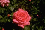 flowers/4361-0043at.jpg
