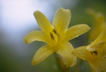 flowers/4361-0088at.jpg