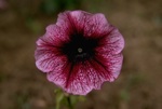 flowers/4361-0101at.jpg