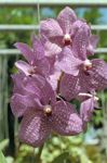 flowers/4801-0099at.jpg