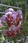 flowers/4801-0100t.jpg