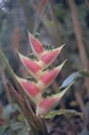 flowers/4801-0101t.jpg