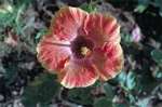 flowers/4801-0105t.jpg