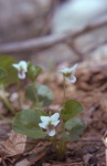 flowers/4810-0058t.jpg