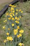 flowers/d2007-03-21-134433t.jpg