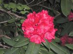 flowers/p014230050at.jpg