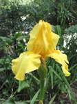 flowers/p015010010at.jpg