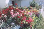 flowers/s179-4t.jpg