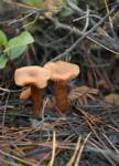 mushrooms/d2003-12-24-132154at.jpg
