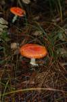mushrooms/d2003-12-24-133034t.jpg