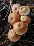 mushrooms/p011140031t.jpg