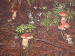 mushrooms/p03C060059t.jpg