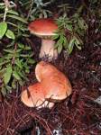 mushrooms/p03C060061t.jpg