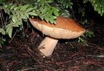 mushrooms/p03C080086at.jpg