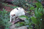 3634-0008tt.jpg