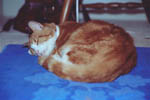 3634-0015tt.jpg