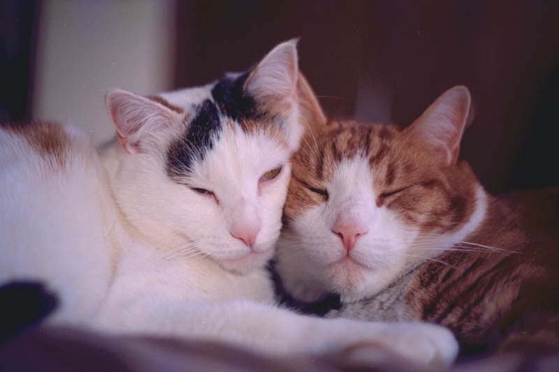 Quisty and Frosty in 1983