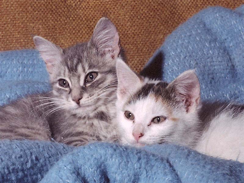 Misty & Frosty in 1979