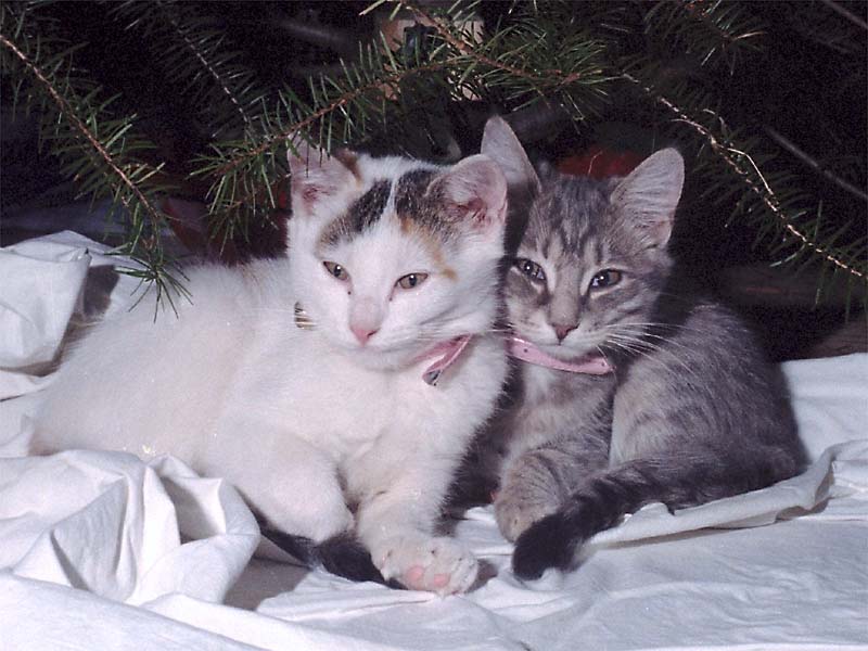 Misty & Frosty in 1980