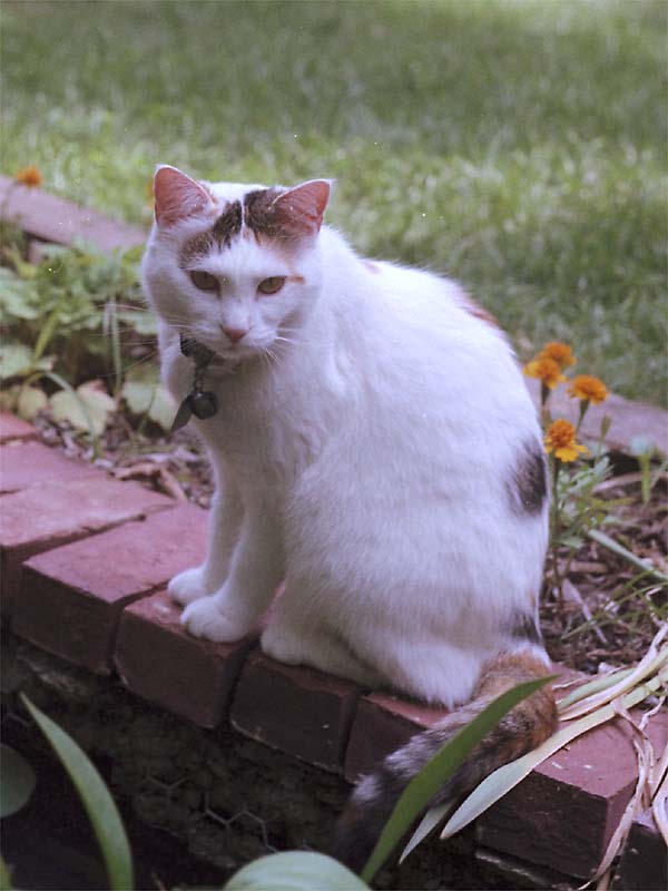 Frosty in 1984