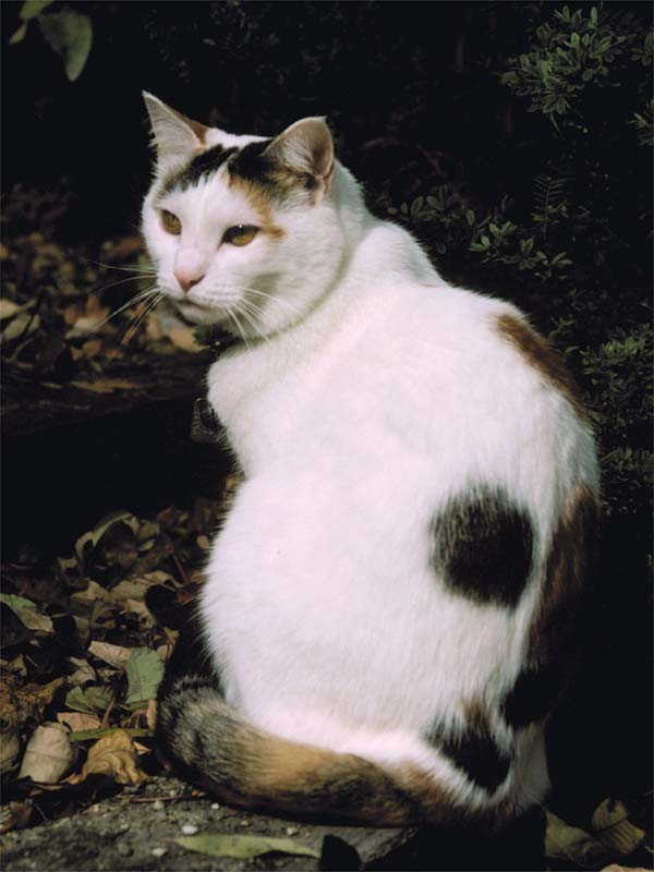 Frosty in 1999