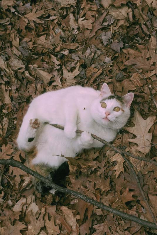 Frosty in 1999