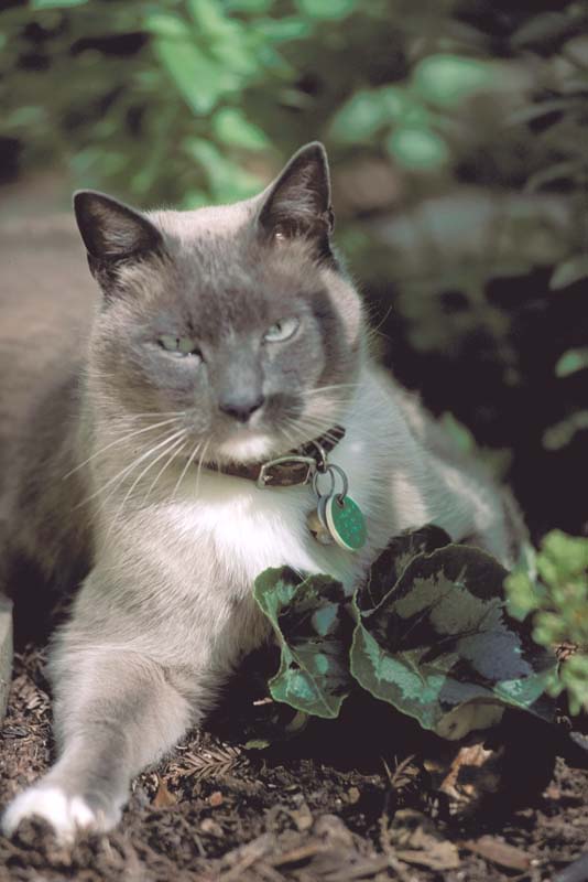 Wookie in 1996