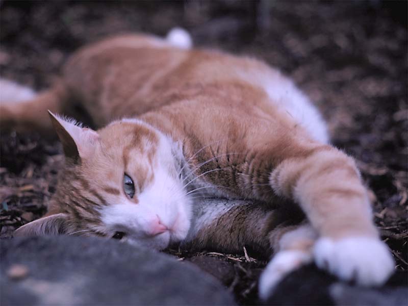 Quisty in 1983